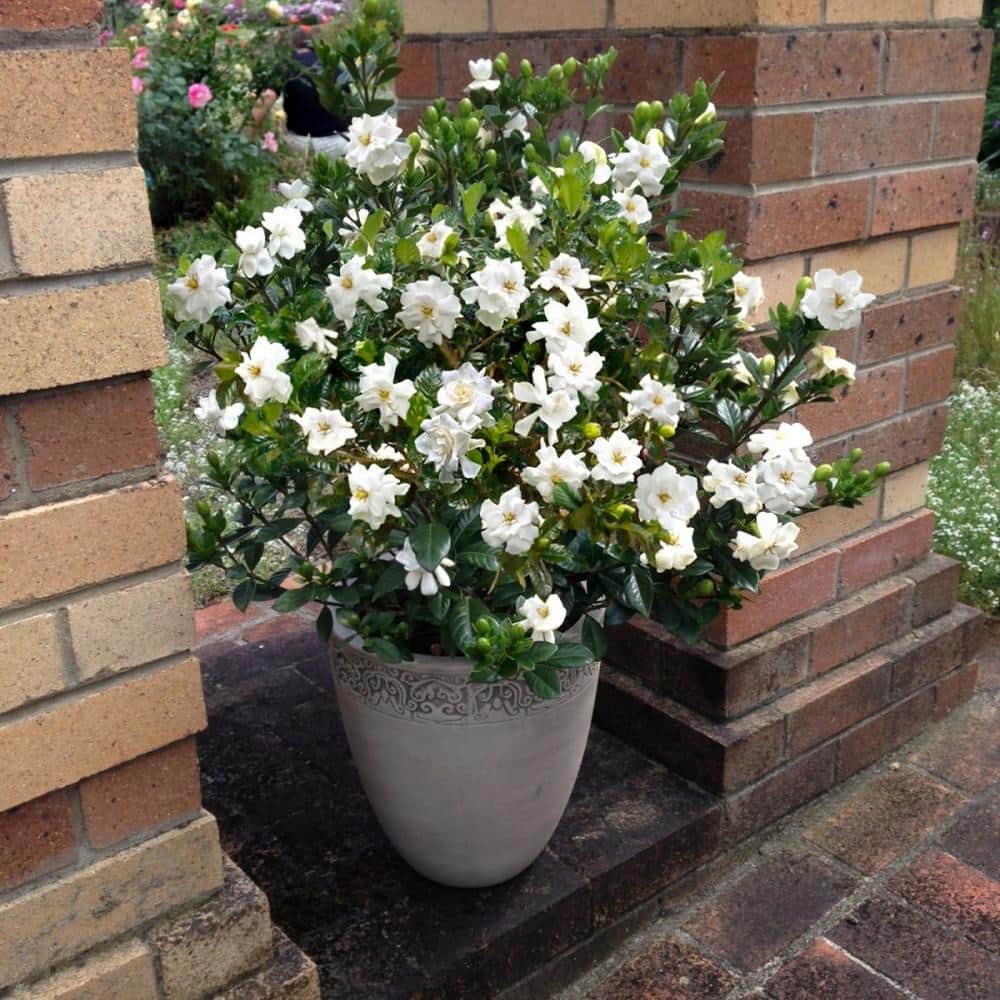 2.5 qt. Gardenia Buttons Flowering Shrub with White Flowers - Hercitys