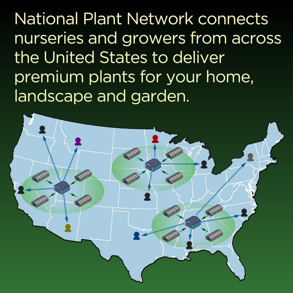 1 Gal. Camellia Red Twister Shrub with Red Flowers - Hercitys