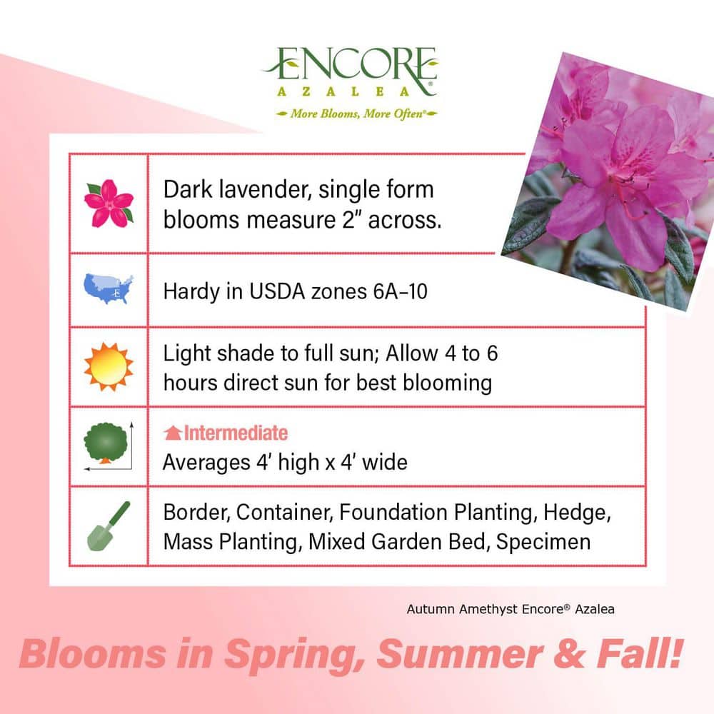 3 Gal. Autumn Amethyst Shrub with Small Magenta Purple Reblooming Flowers - Hercitys