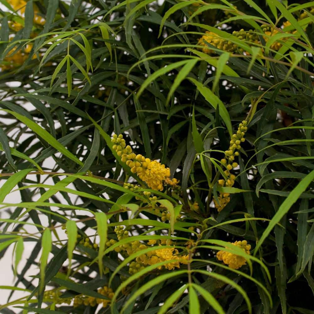 2.5 Qt. Soft Caress Mahonia, Live Evergreen Shrub, Bright Yellow Flowers - Hercitys