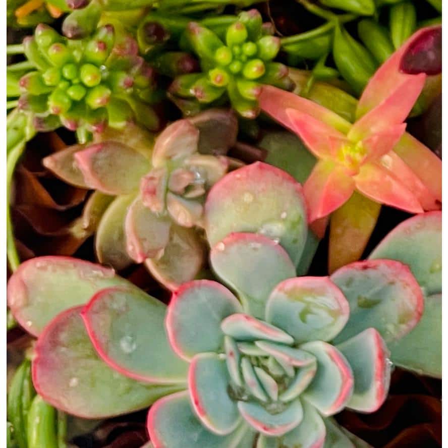 11 in. x 7 in. Large Wicker Soilless Succulent Plant Flower Basket, Lightweight Beautiful Collection of Succulents - Hercitys