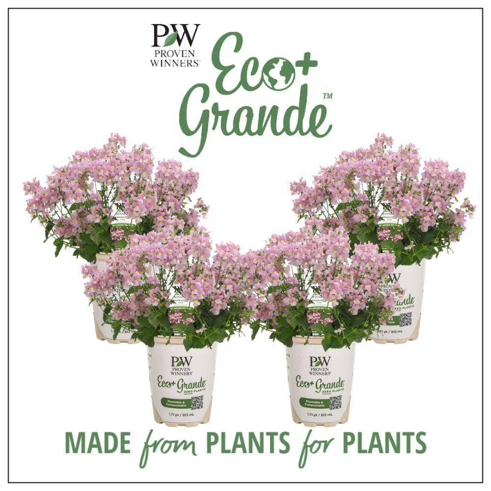 4.25 in. Eco plus Grande Aromance Pink (Nemesia) Live Plants, Pink Flowers (4-Pack) - Hercitys