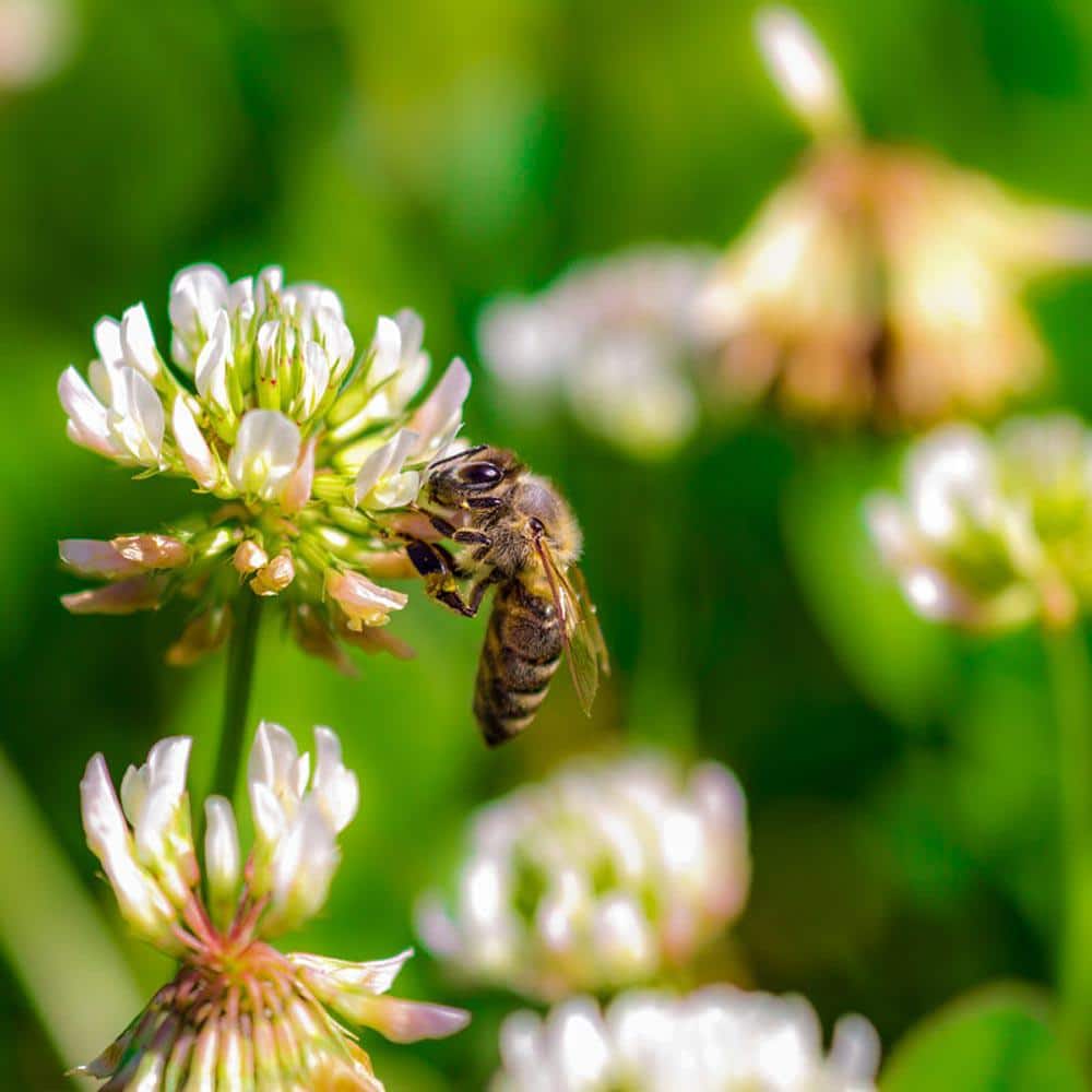 1 lb. White Dutch Clover, Provides Erosion Control - Hercitys