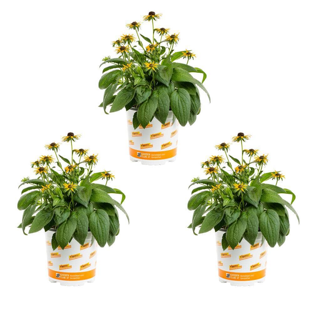 2 Qt. Yellow ‘Little Goldstar’ Rudbeckia Black Eyed Susan Perennial Plant (3-Pack) - Hercitys