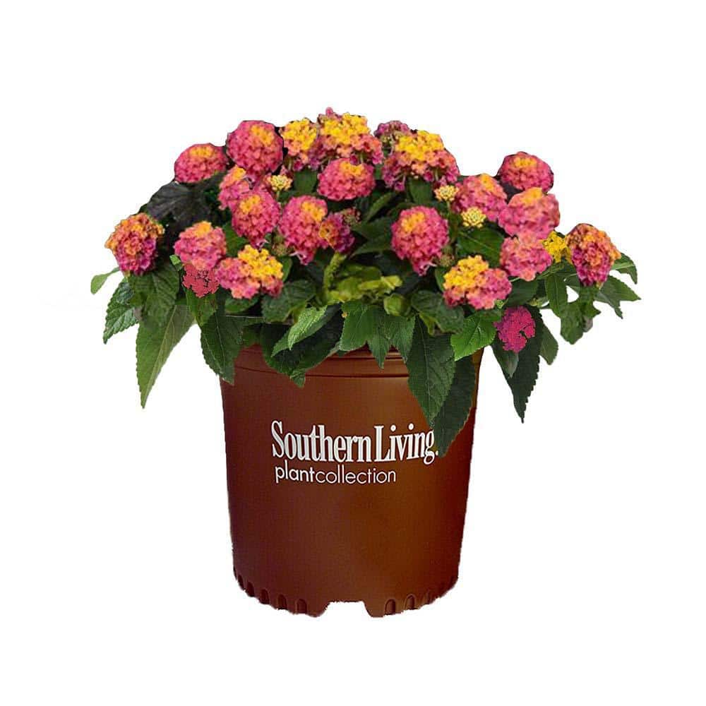 2.6 Qt. Hot Pink Little Lucky Lantana Plant with Pink and Yellow Blooms - Hercitys