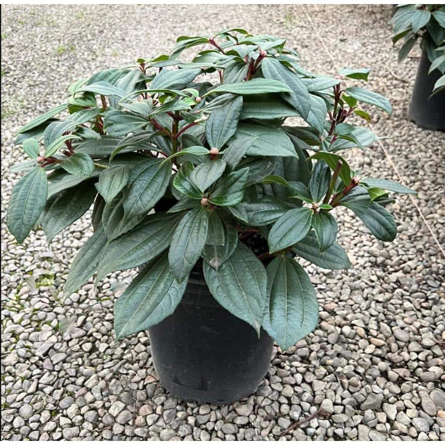 1 Gal. David Viburnum Evergreen Shrub - Hercitys