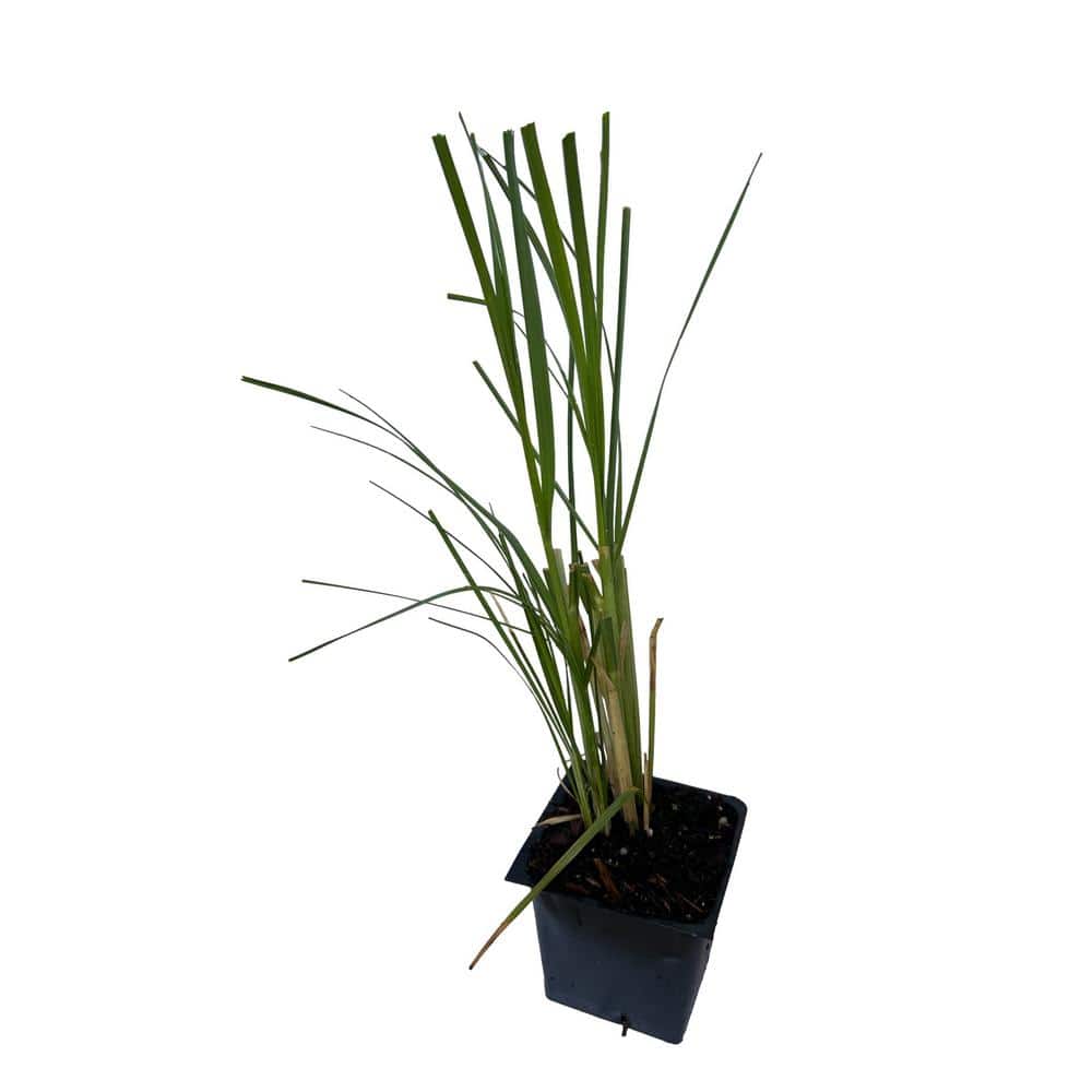 4 in. White Pampas Grass Plant (3-Pack) - Hercitys
