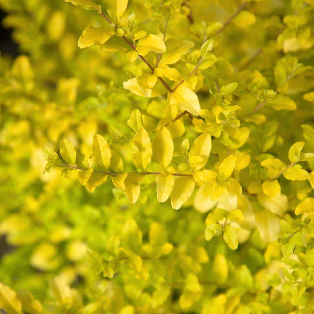 2 Gal. Sunshine Ligustrum, Evergreen Shrub, Bright Golden-Yellow Foliage - Hercitys
