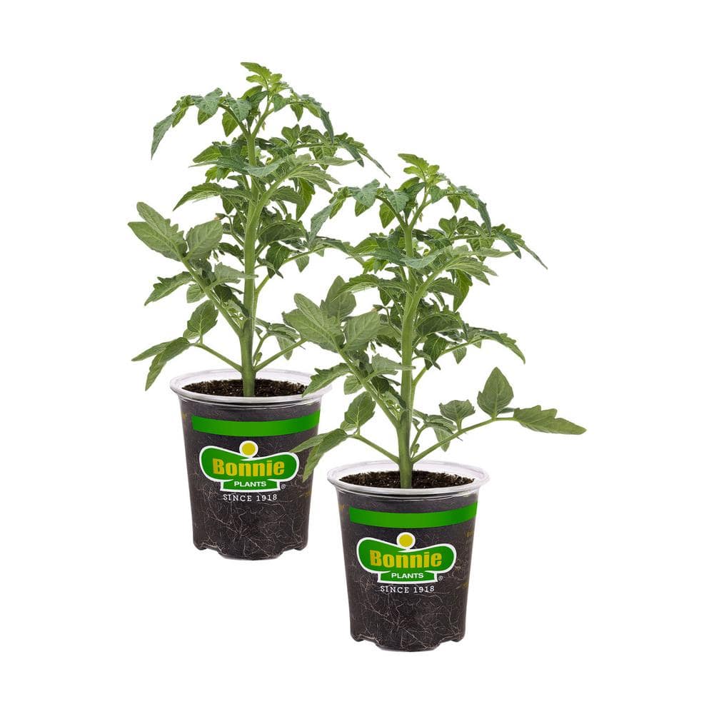 19 oz. German Queen Heirloom Tomato Plant (2-Pack) - Hercitys