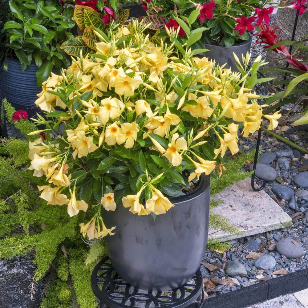 1 gal. Mandevilla Sun Parasol Sunbeam Annual Plant with Yellow Flowers - Hercitys