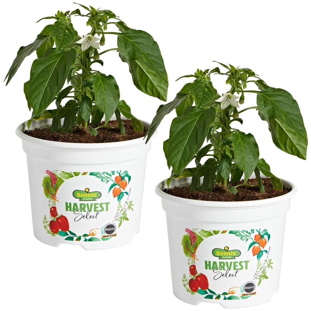 25 oz. Carmen Italian Sweet Pepper Plant (2-Pack) - Hercitys