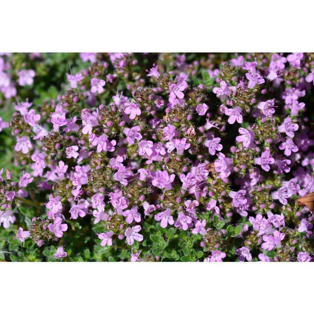 1 Gal. Pink Chintz Creeping Thyme (Thymus Serpyllum) Live Flowering Full Sun Perennial Groundcover Plant - Hercitys