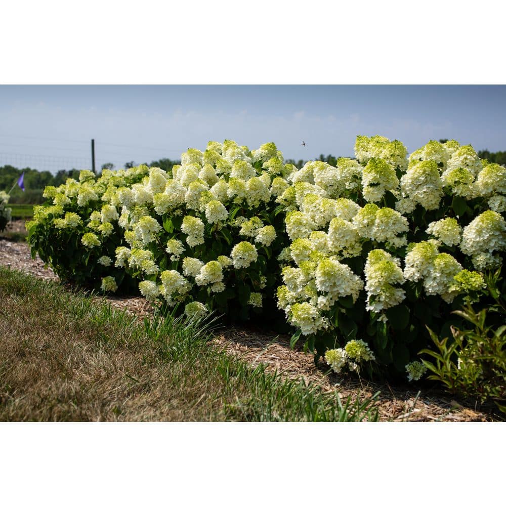 1 Gal. Hydrangea, Little Hottie Hydrangea – (1 piece) - Hercitys