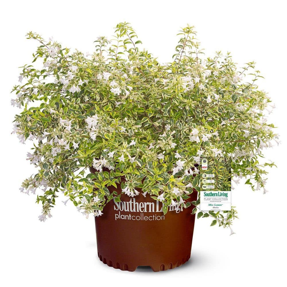 2.5 Qt. Miss Lemon Abelia With Light Pink Flowers, Live Semi-Evergreen Shrub Plant - Hercitys