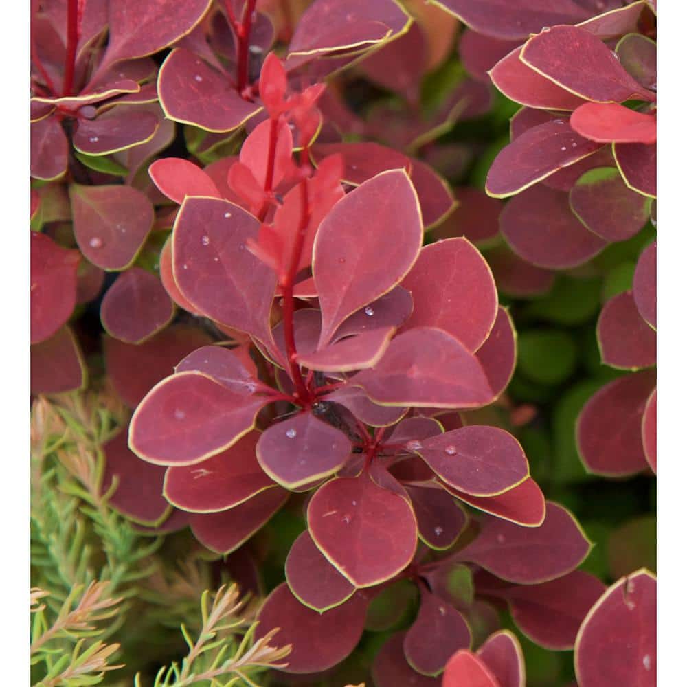 2.5 Qt. Orange Rocket Barberry, Live Deciduous Plant, Coral to Ruby Red Foliage - Hercitys