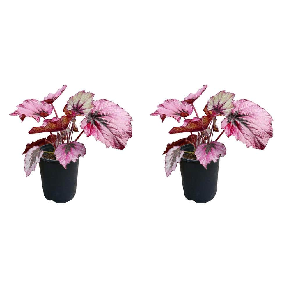 2.5 qt. Rex Begonia Ruby Slippers Annual Plant with Pink Flowers-2 Pack - Hercitys