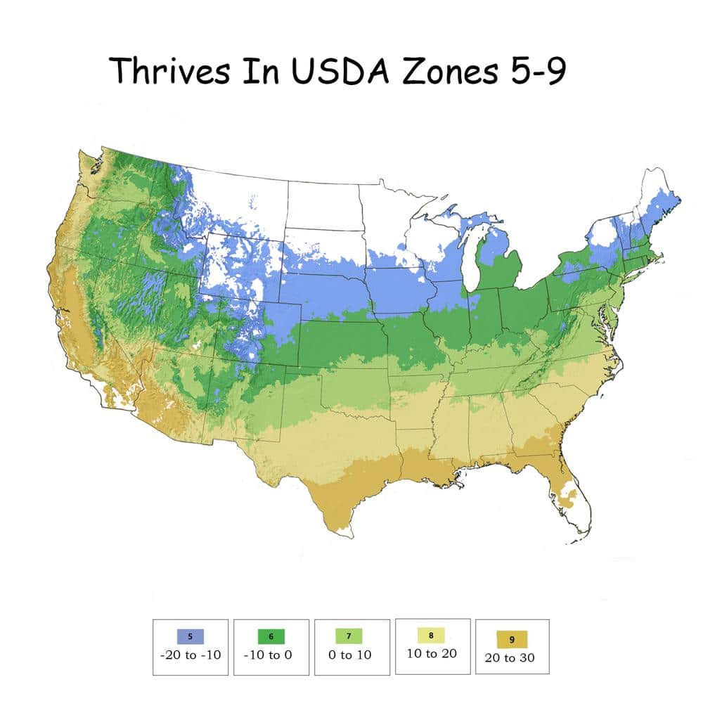 1 Gal. Babylon Beauty Boxwood Shrub - Hercitys