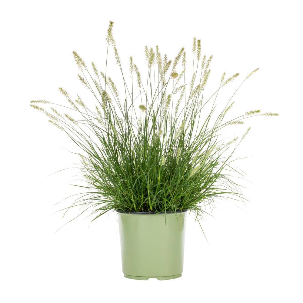 1.5 Gal. Grass Pennisetum Hameln Perennial Plant (1-Pack) - Hercitys