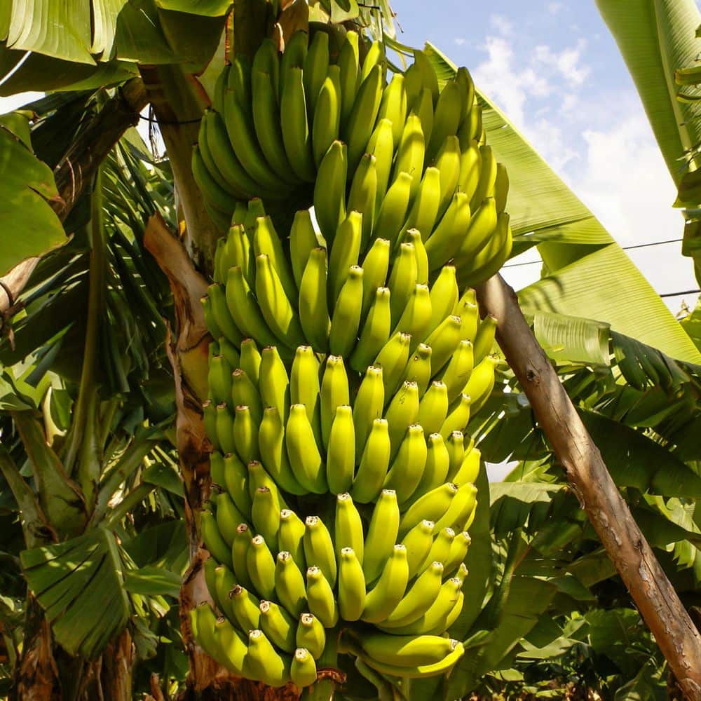 1 gal. Banana Dwarf Cavendish Perennial Plant - Hercitys