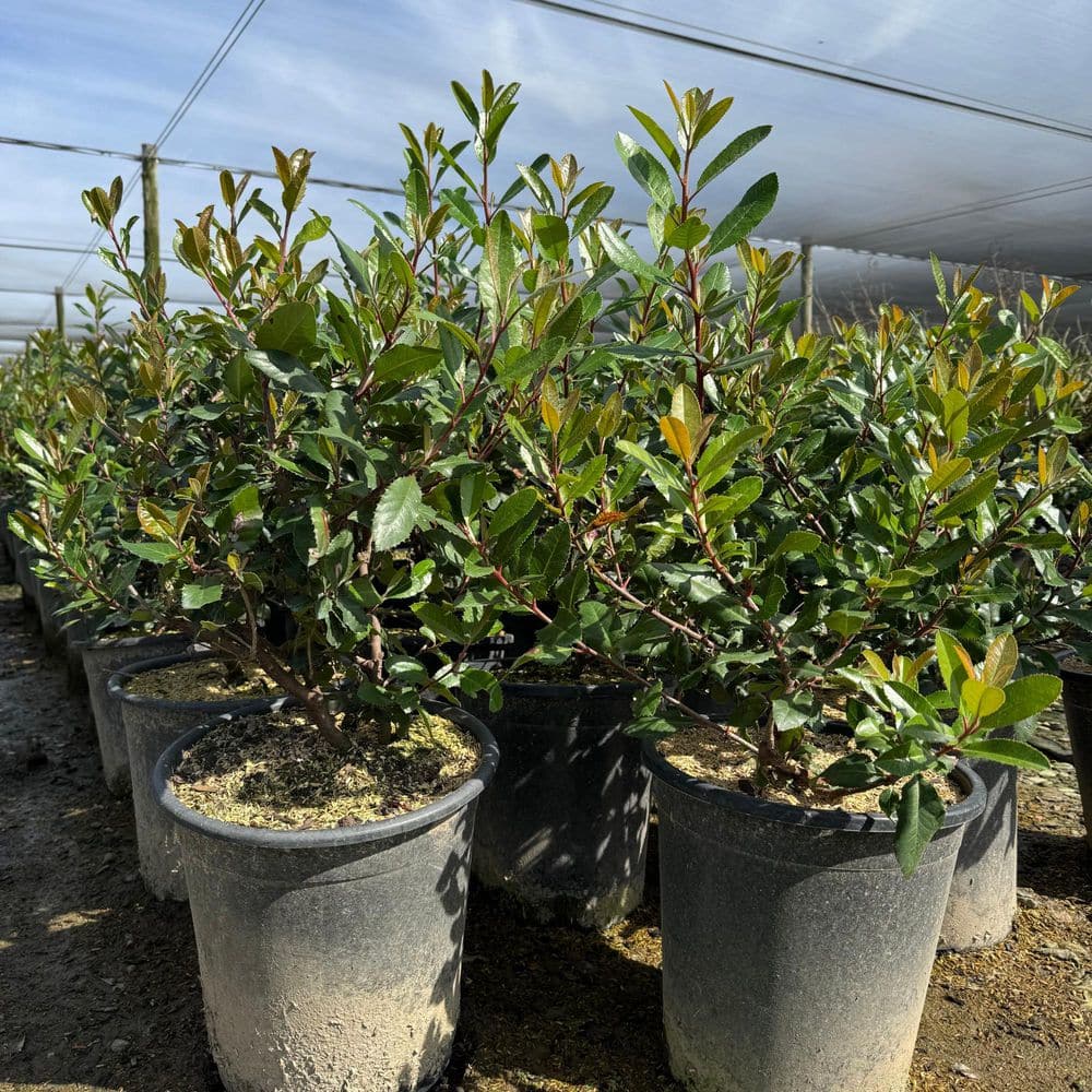 #5 Container-Toyon Heteromeles Arbutifolia Shrub Plant (2-Pack) - Hercitys