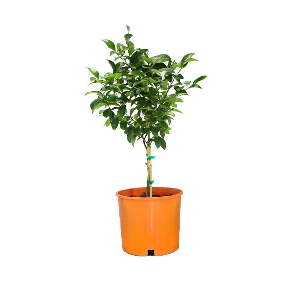 #3 Container Valencia Orange Semi-Dwarf Tree - Hercitys
