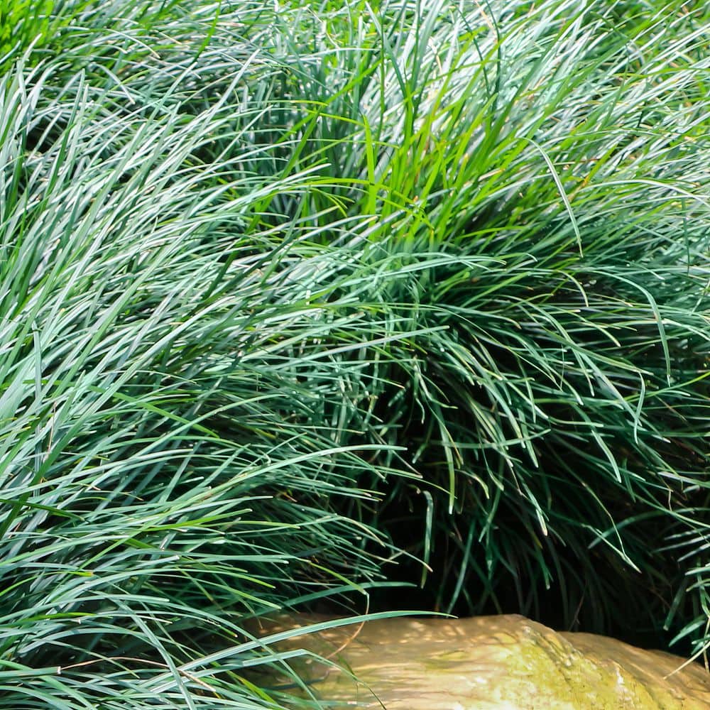 1 g Dwarf Mondo Grass Plant - Hercitys