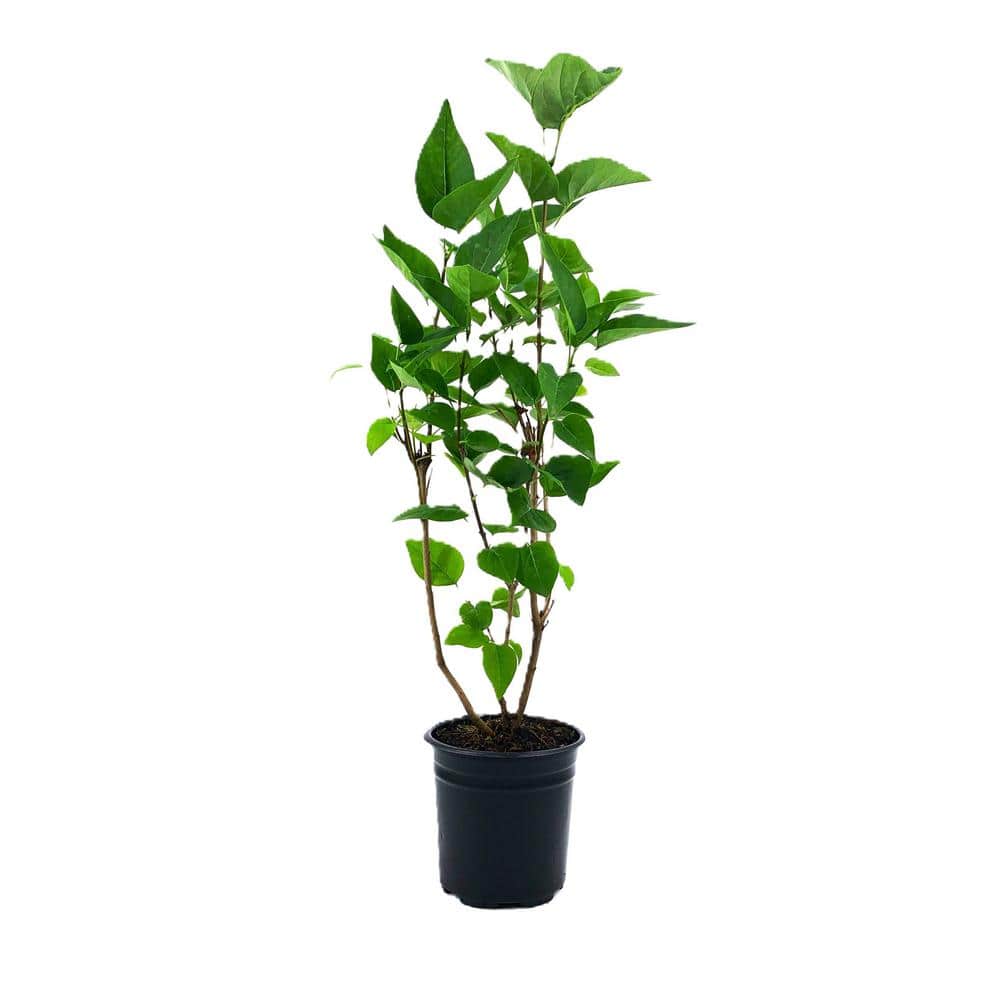 2.5 qt. Lilac Krasavitsa Moskvy Beauty of ow (Syringa) Live Shrub White to Lavender-Blush Flowers - Hercitys