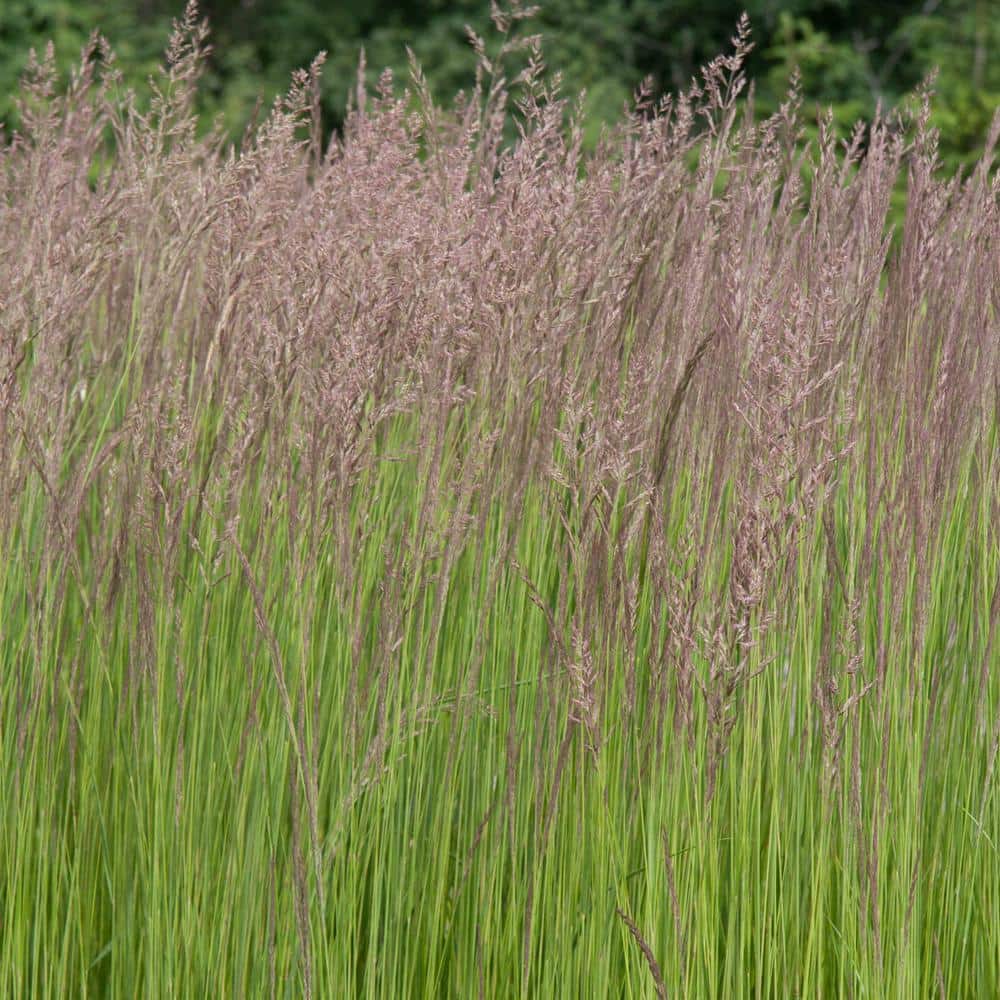 1 Gal. Pot Karl Forester (Calamagrostis) Ornamental Grass Perennial Plant (1-Pack) - Hercitys