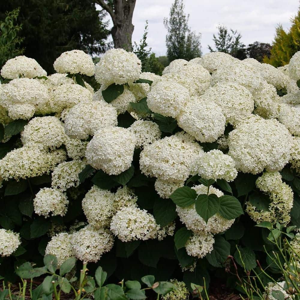 1 gal. Incrediball Storm Proof Smooth Hydrangea (Arborescens) Live Flowering Shrub with White to Green Flowers - Hercitys
