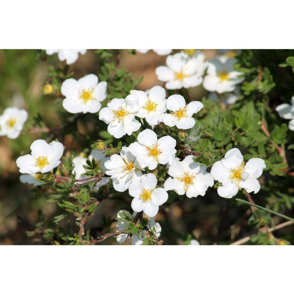 1 gal. White Potentilla Flowering Shrub with Very Cold Hardy Large Pure White Flowers (2-Pack) - Hercitys