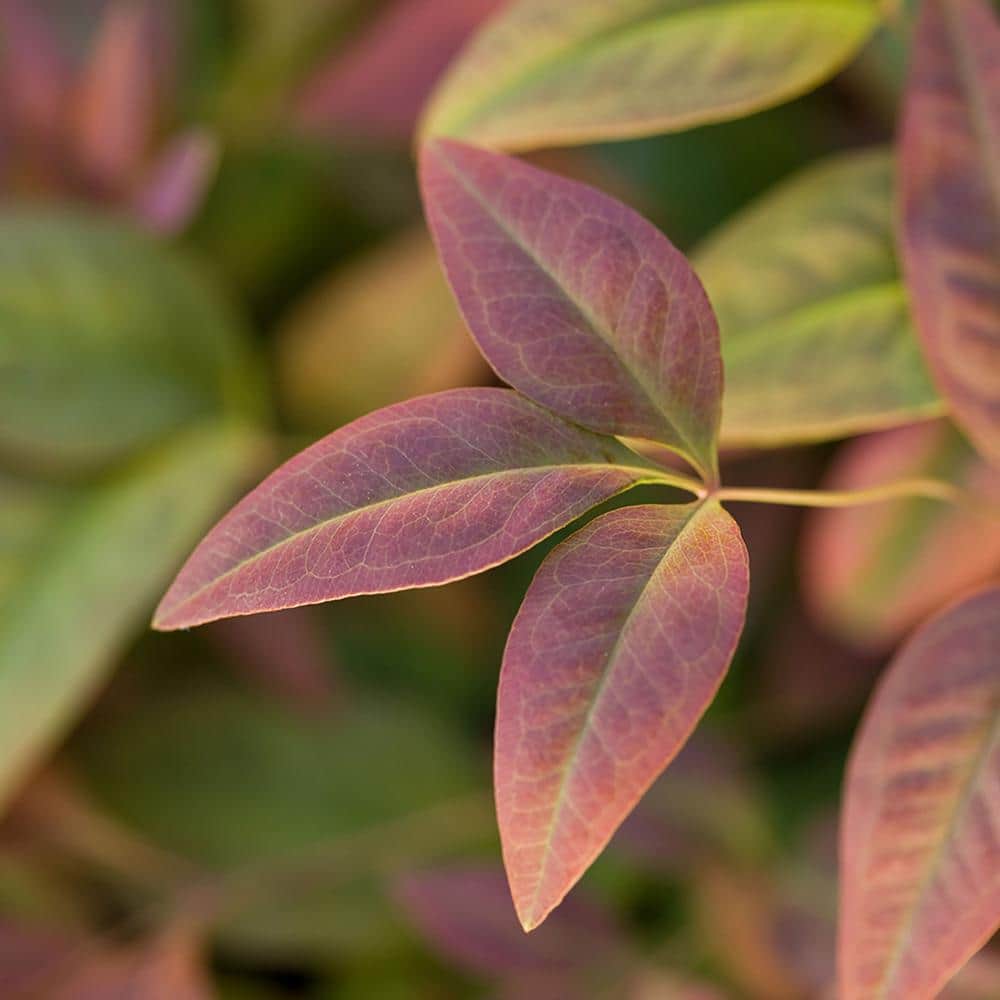 2 Gal. Nandina Blush Pink Shrub with Pink and Red Foliage - Hercitys