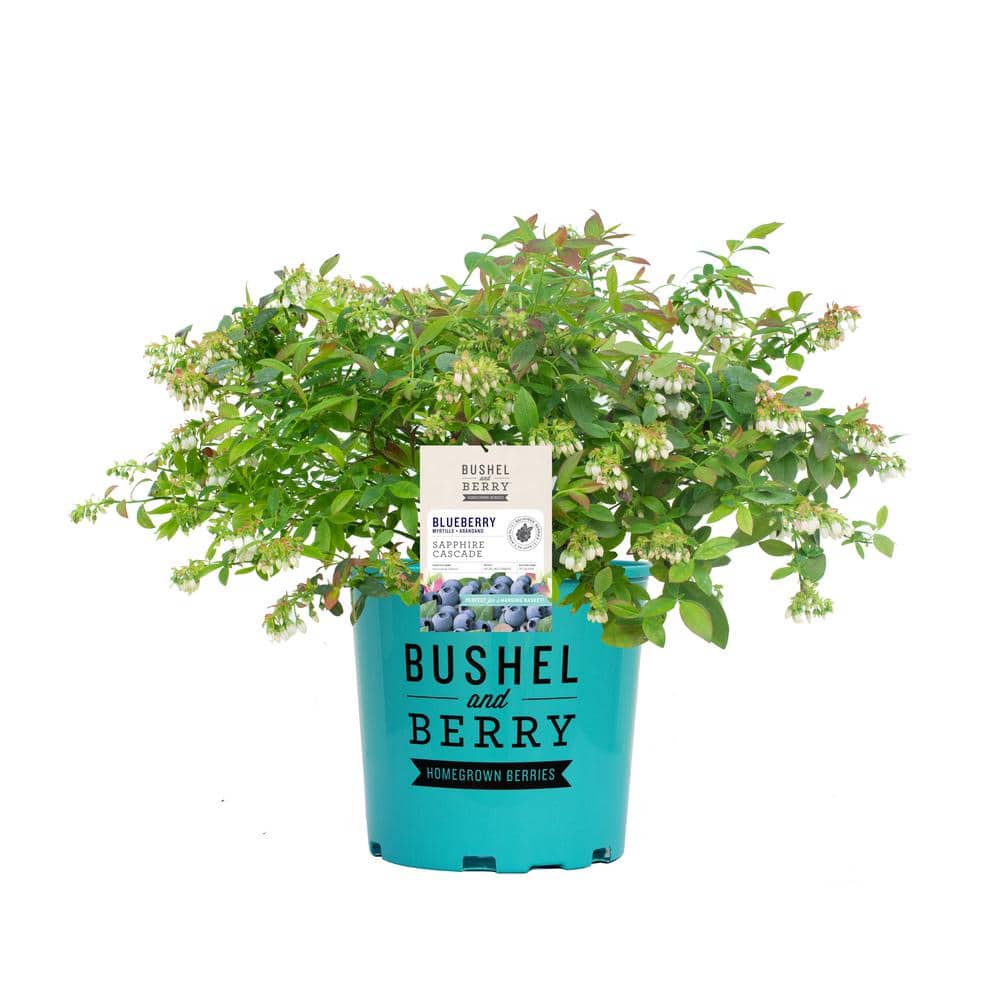 1 Gal. Bushel and Berry Sapphire Cascade Hanging Blueberry Live Plant - Hercitys