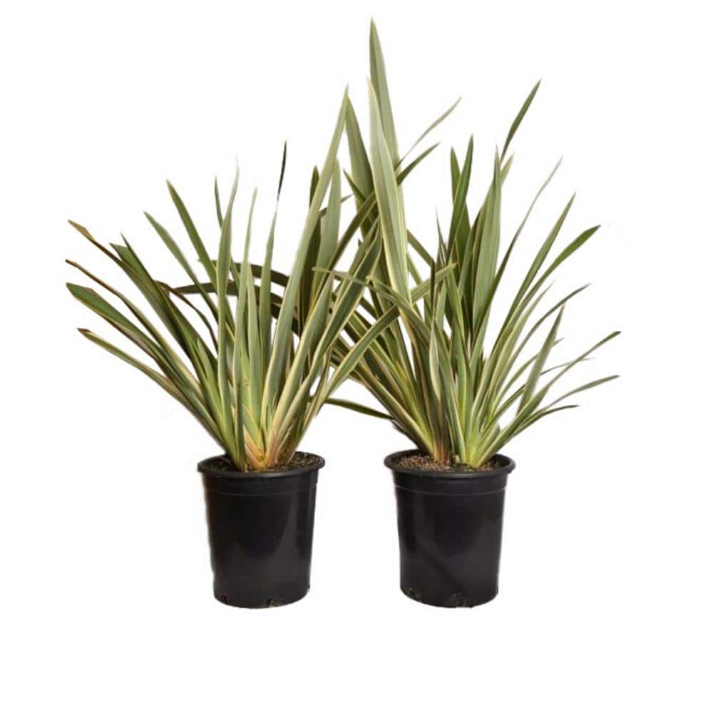 #5 Container Duet New Zealand Flax Plant Perennial Shrubs (2-Pack) - Hercitys