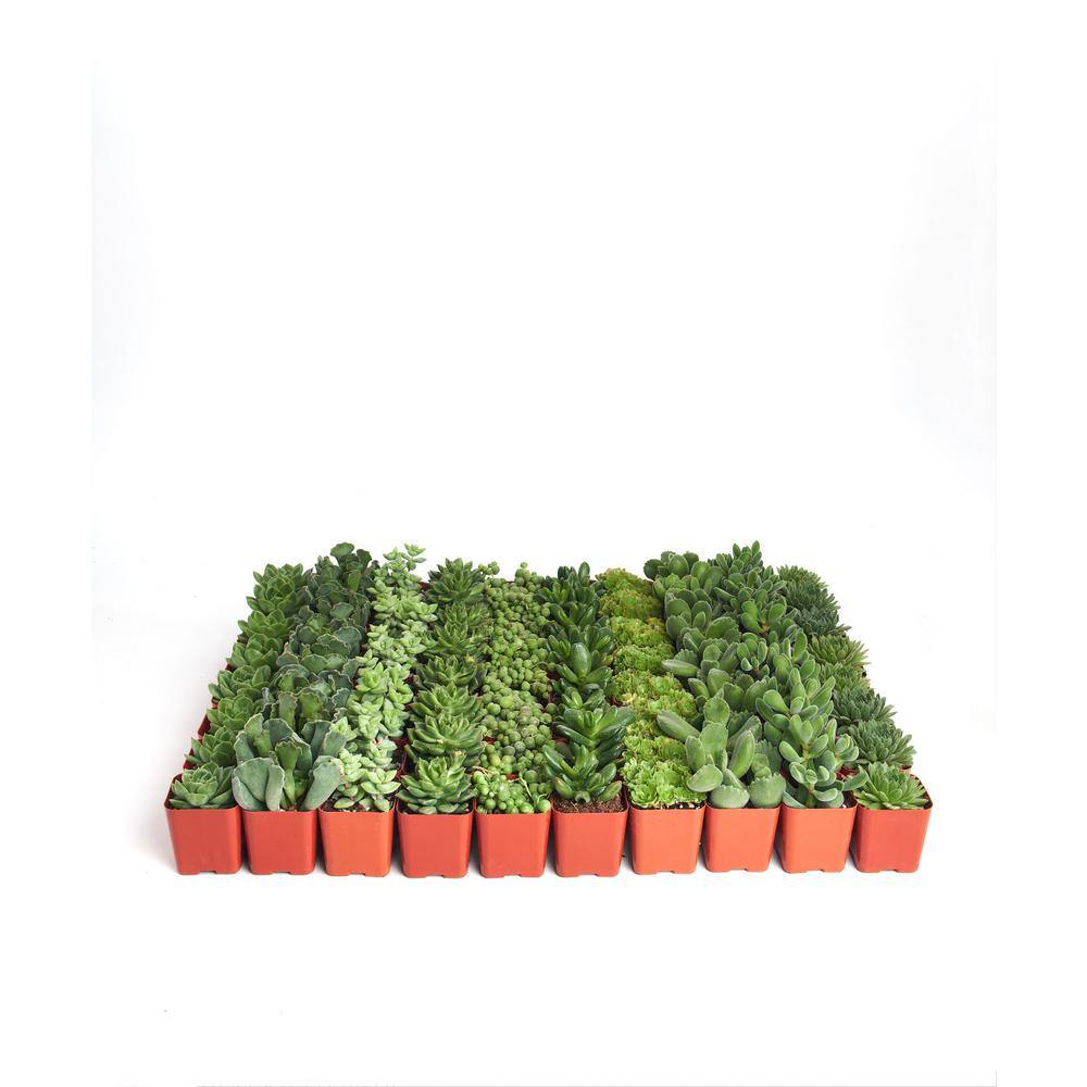 2 in. Green Succulent (Collection of 40) - Hercitys
