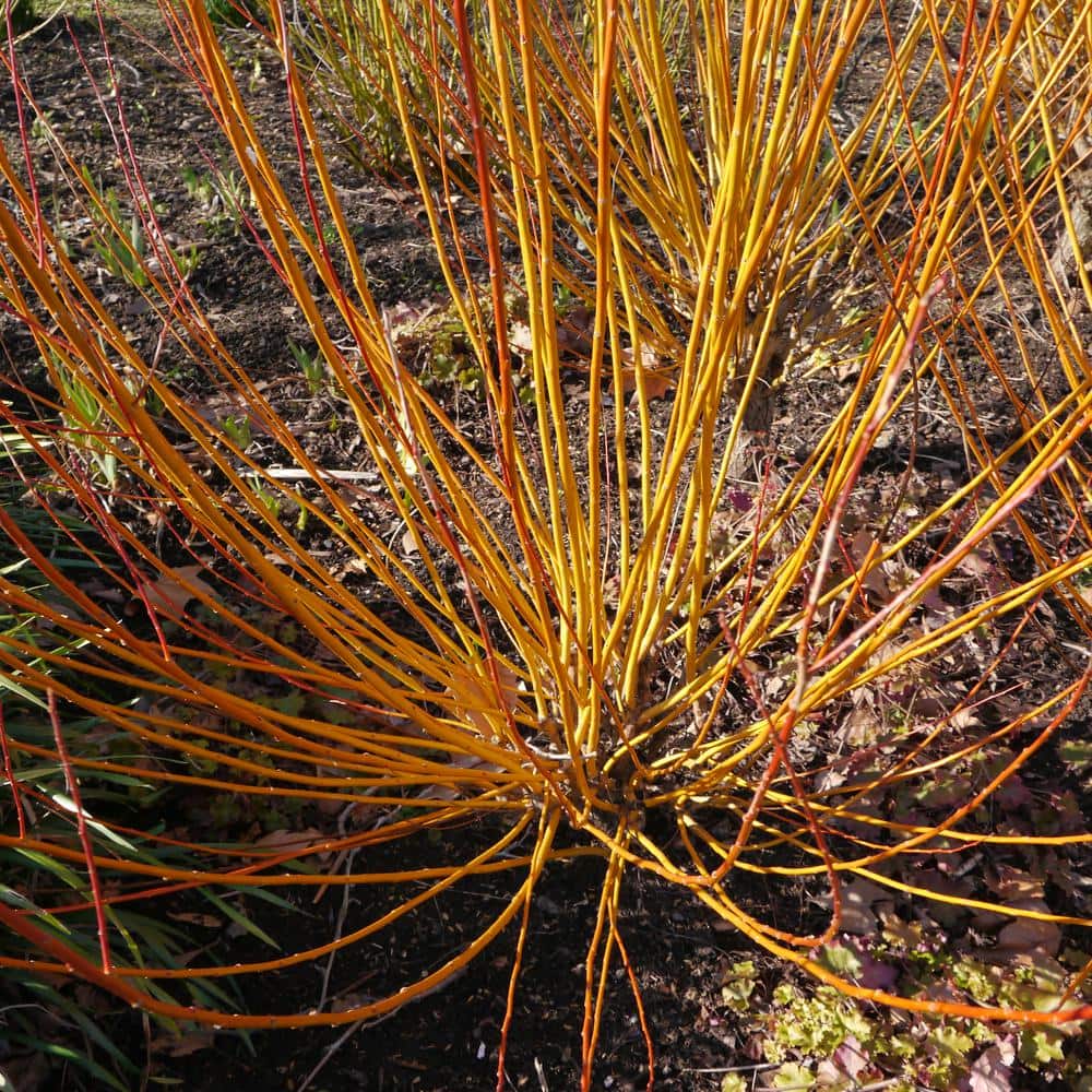 1 Gal. Yellow Twig Dogwood Shrub with Bright Golden Yellow Winter Stems and Large Fragrant Spring Flowers - Hercitys