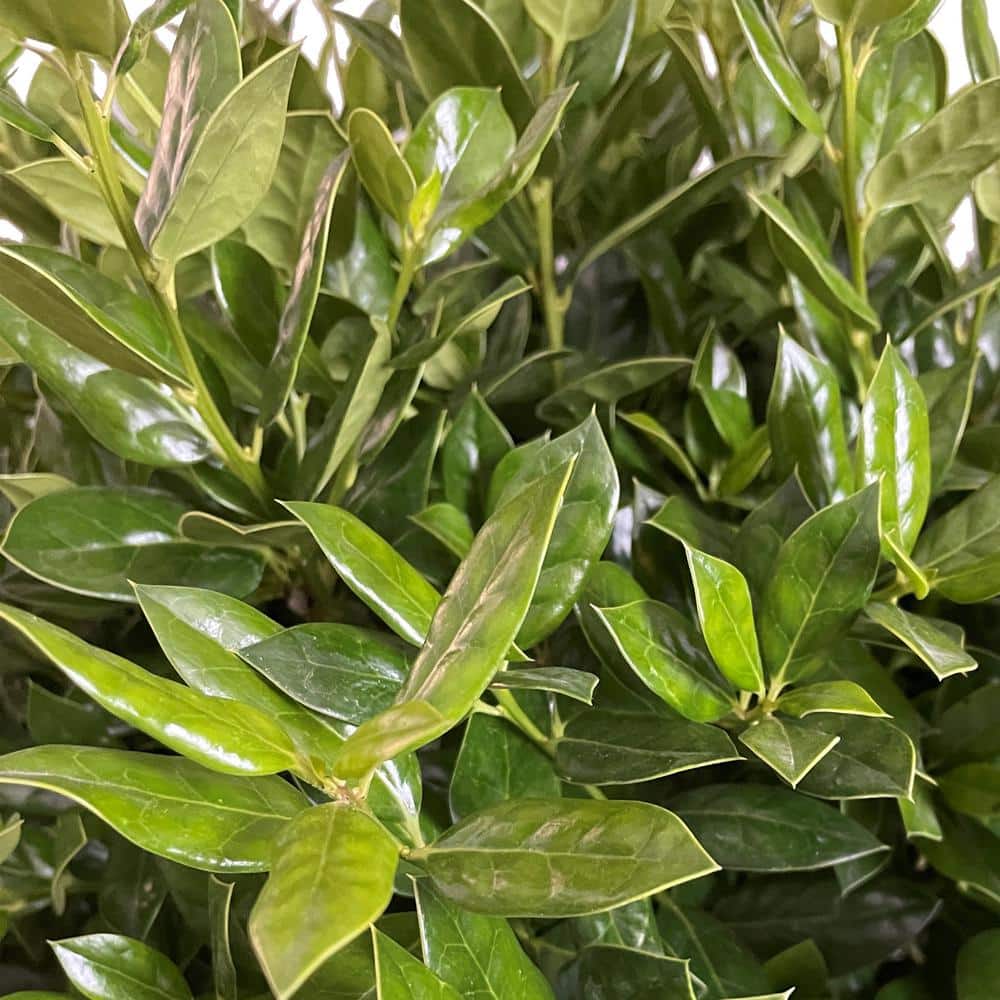 2.25 Gal. Needlepoint Holly Shrub with Dark Green Foliage - Hercitys