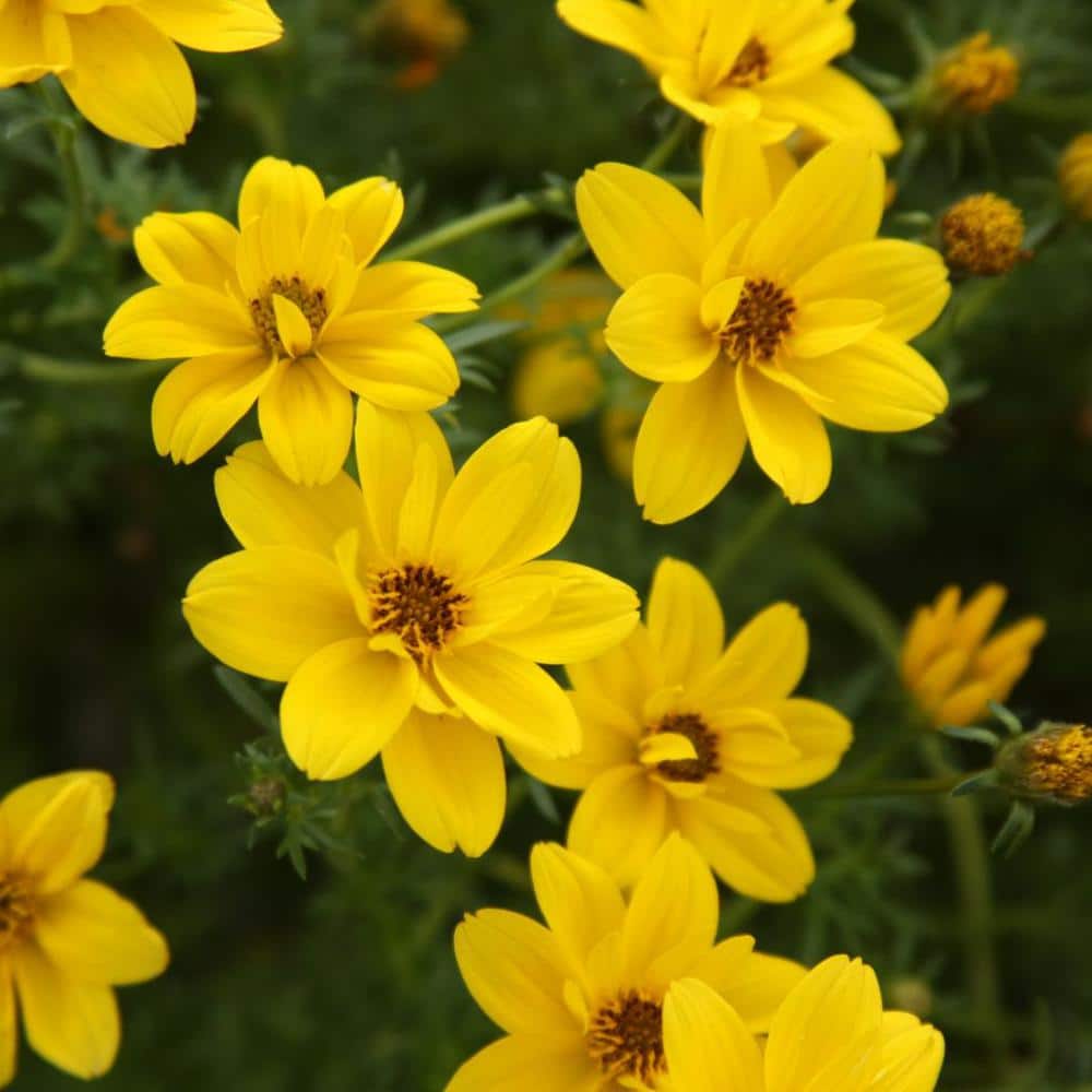 4.25 in. Eco+Grande Goldilocks Rocks (Bidens) Live Plant, Yellow Flowers (4-Pack) - Hercitys