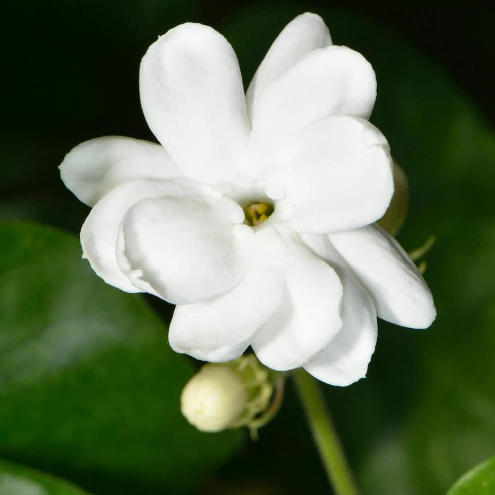 1 gal. Jasmine Sambac Arabian Plant - Hercitys