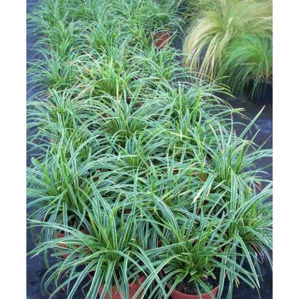 1 Gal. Ice Dance Japanese Sedge Grass – Colorful, Small, Easy Growing Variegated Evergreen Grass - Hercitys