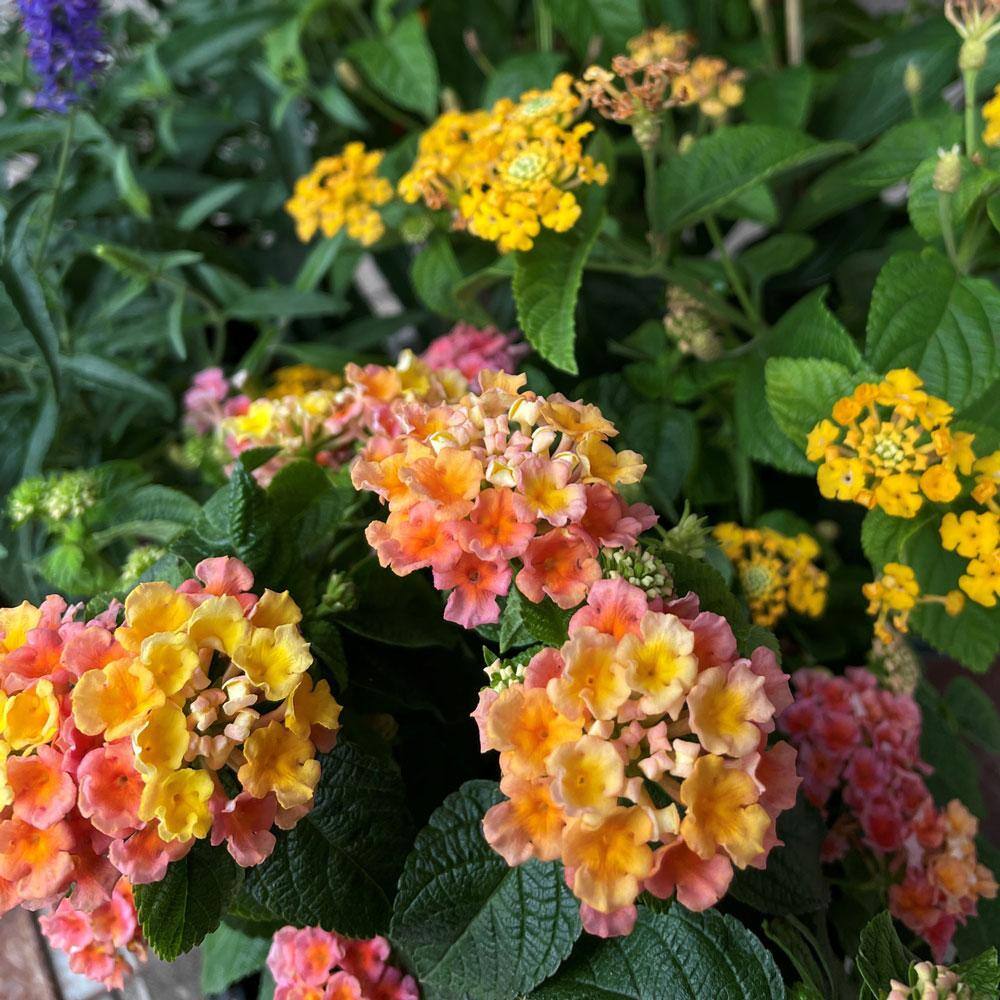 2.5 Qt. Little Lucky Peach Glow Lantana, Live Perennial Plant, Orange-peach to Yellow Bloom Clusters - Hercitys
