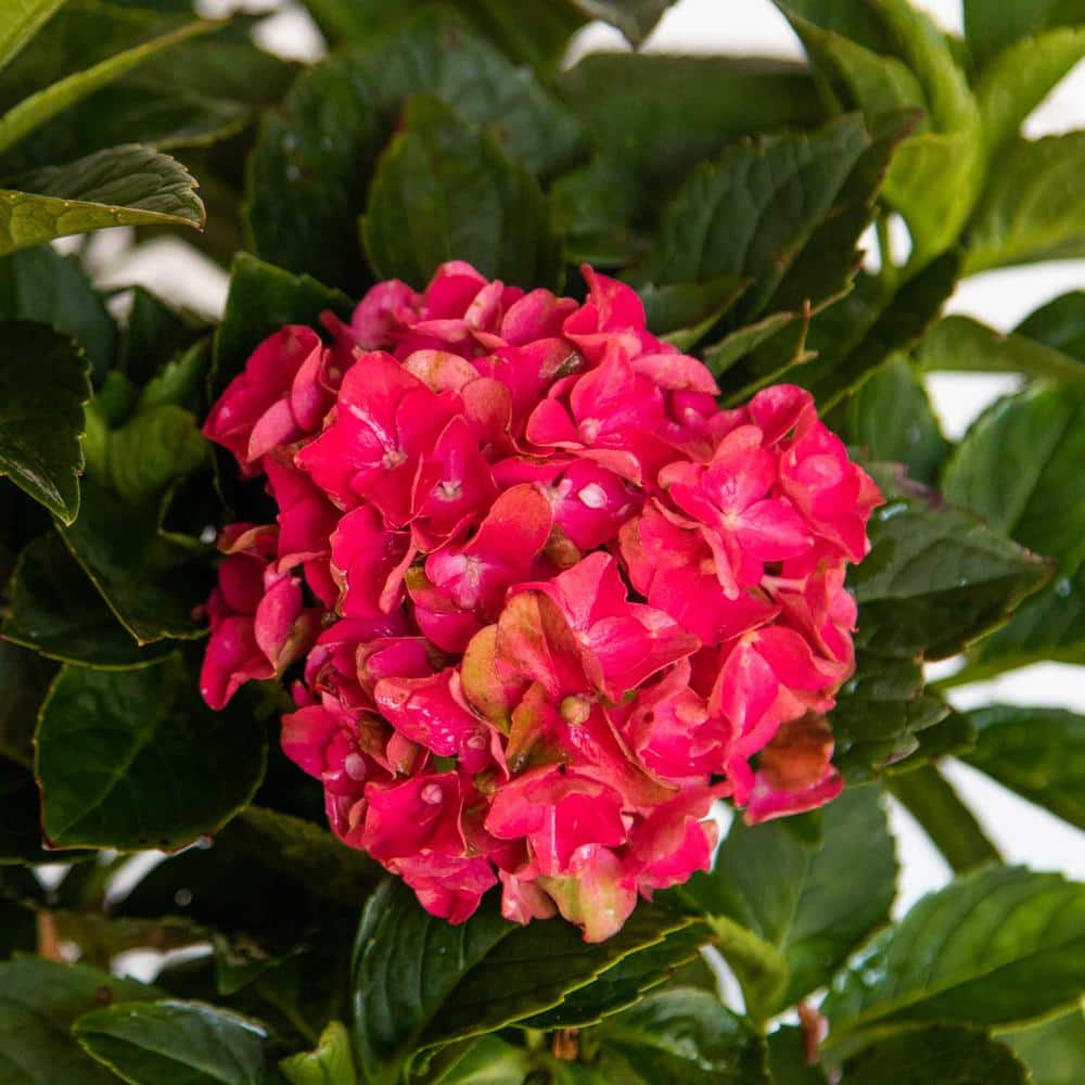 2.5 qt. Heart Throb Hydrangea Shrub, Live Blooming Plant with Cherry Red Flowers - Hercitys