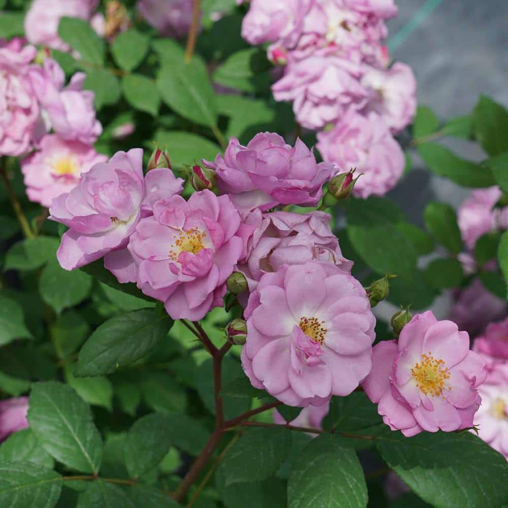 1 Gal., Rise Up Lilac Days Rose (Rosa), Live Plant, Shrub, Purple Flowers - Hercitys