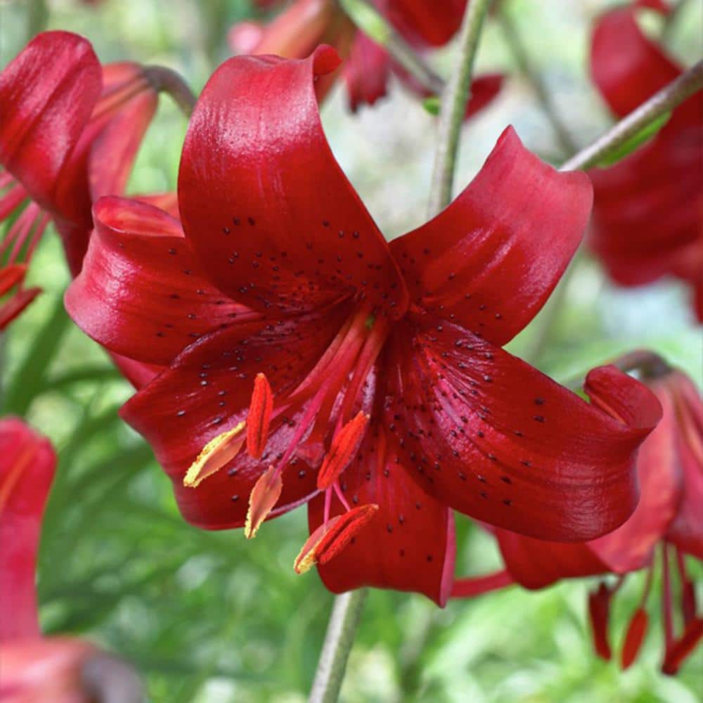 14 cm/16 cm, Asiatic Lily Red Velvet Flower Bulbs (Bag of 10) - Hercitys