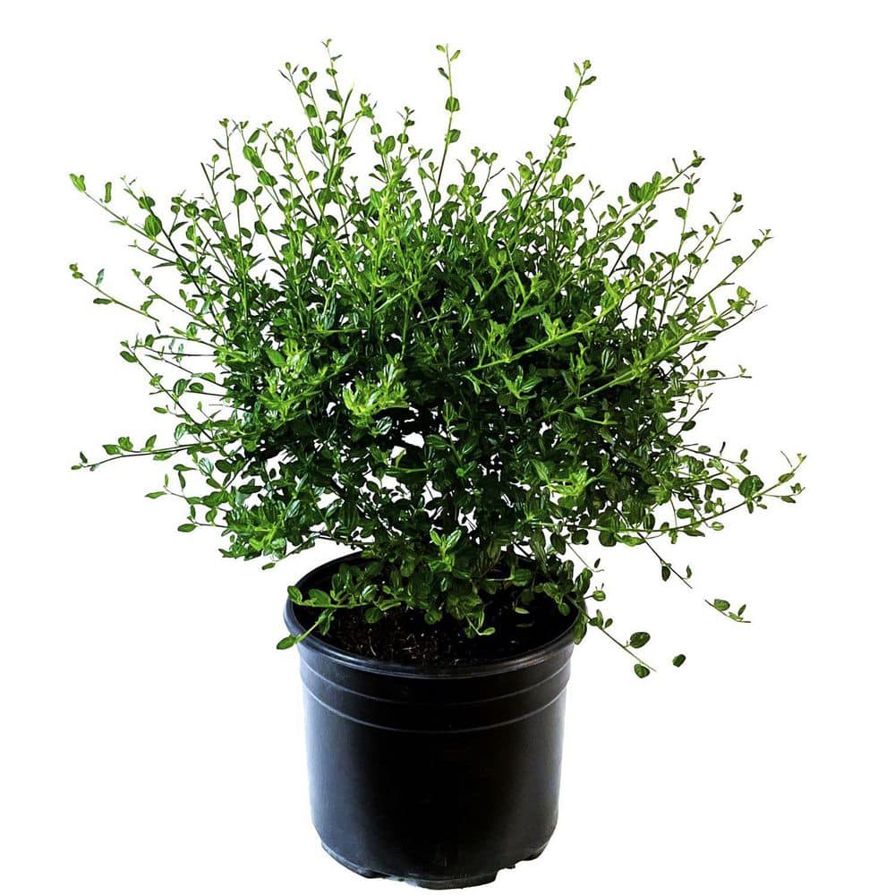 2.25 Gal. Victoria California Lilac Perennial Plant with Dark Blue Flowers - Hercitys