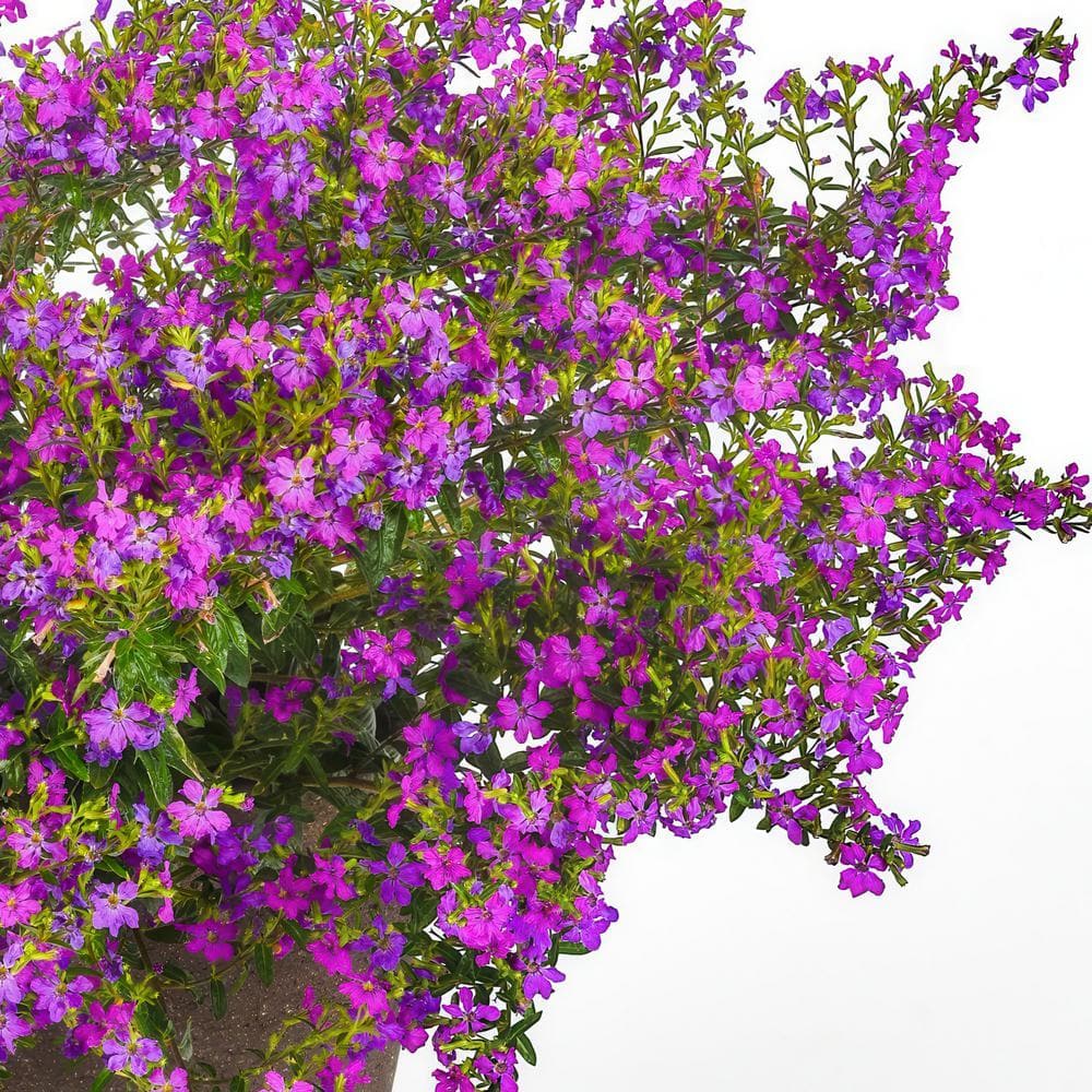 2.5 in. Cuphea Enchantia Purple Perennial Plant with Purple Flowers (3-Pack) - Hercitys