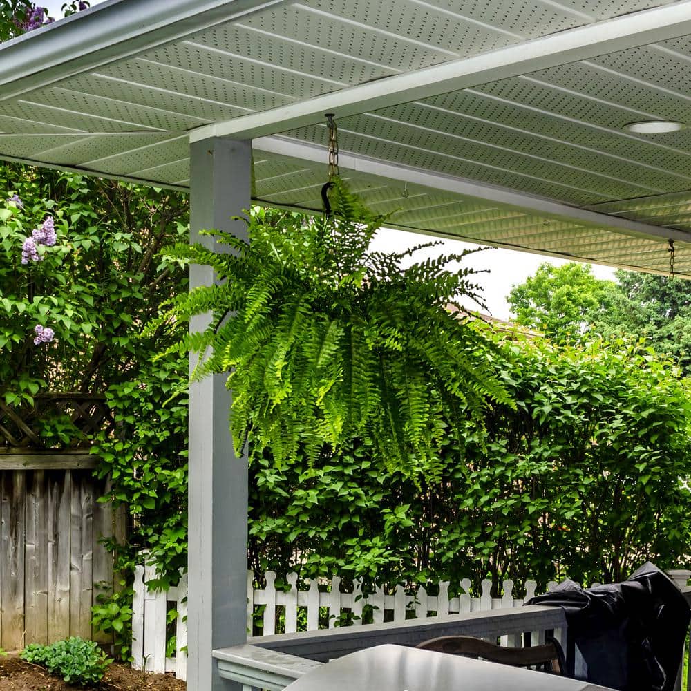 10 in. Boston Fern Nephrolepis Exaltata Annual Plant Hanging Basket (1-Pack) - Hercitys