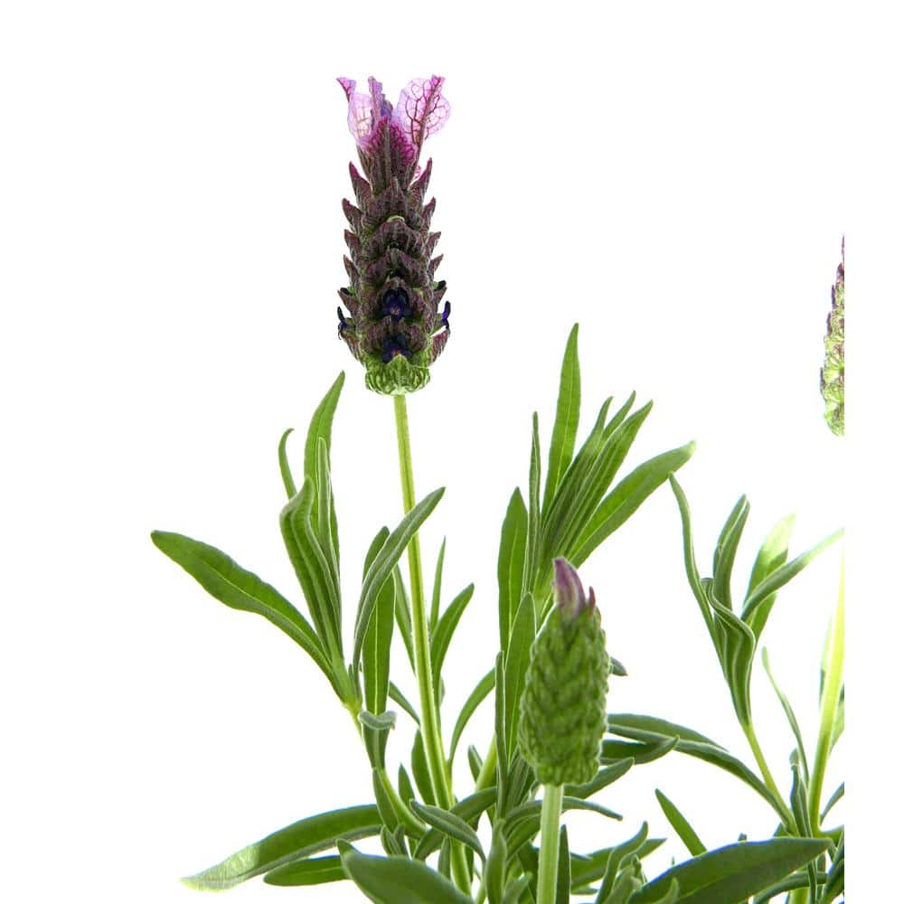 1.5GL Lavender stoechas Perennial Plant with Purple Flowers – 1 Pack - Hercitys