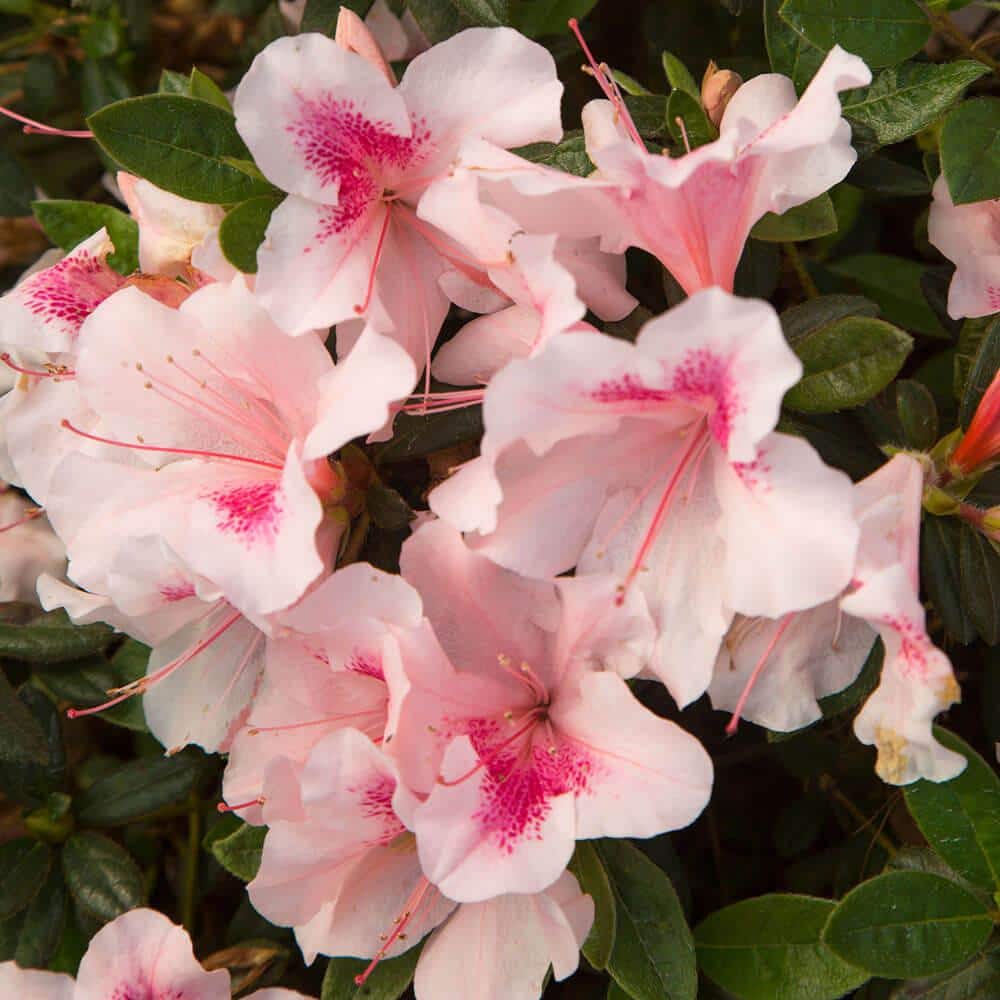 1 Gal. Autumn Chiffon Encore Azalea Shrub with Bicolor White and Magenta Pink Reblooming Flowers - Hercitys
