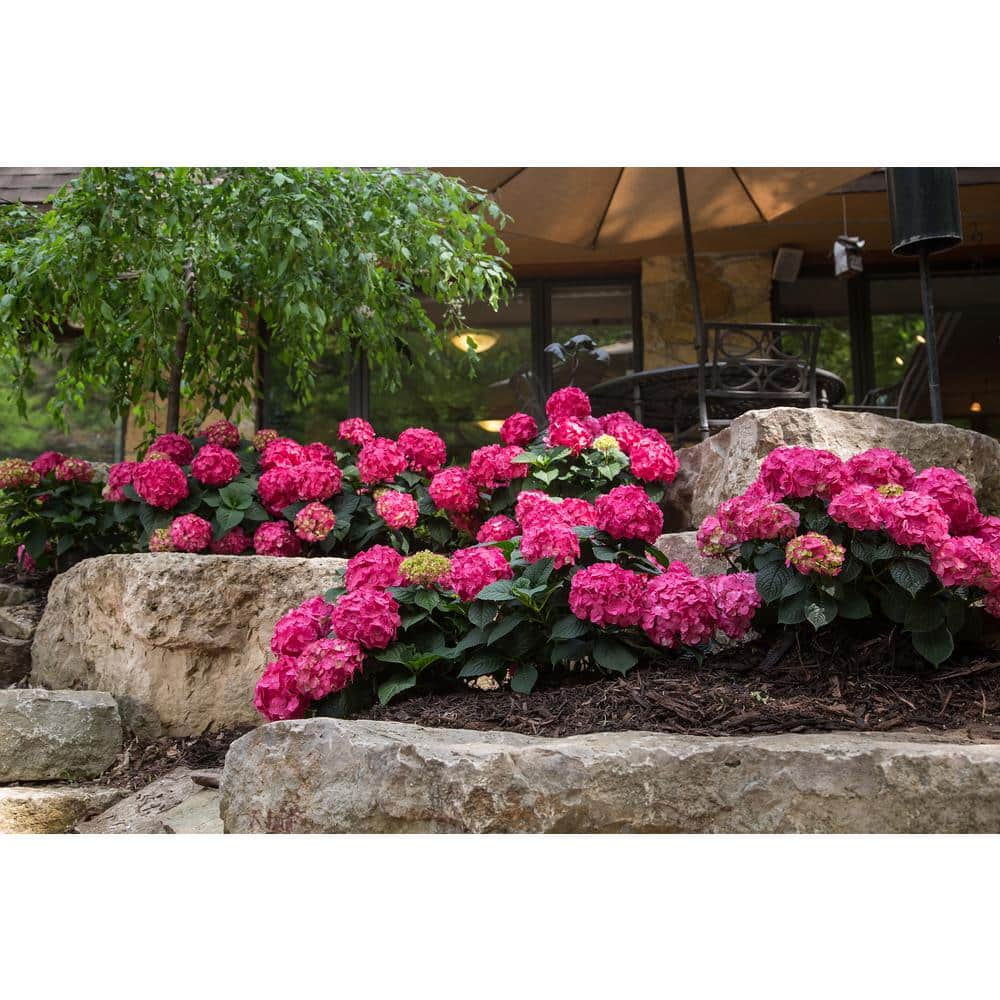 1 Gal. Summer Crush Reblooming Hydrangea Flowering Shrub with Raspberry Red Flowers - Hercitys