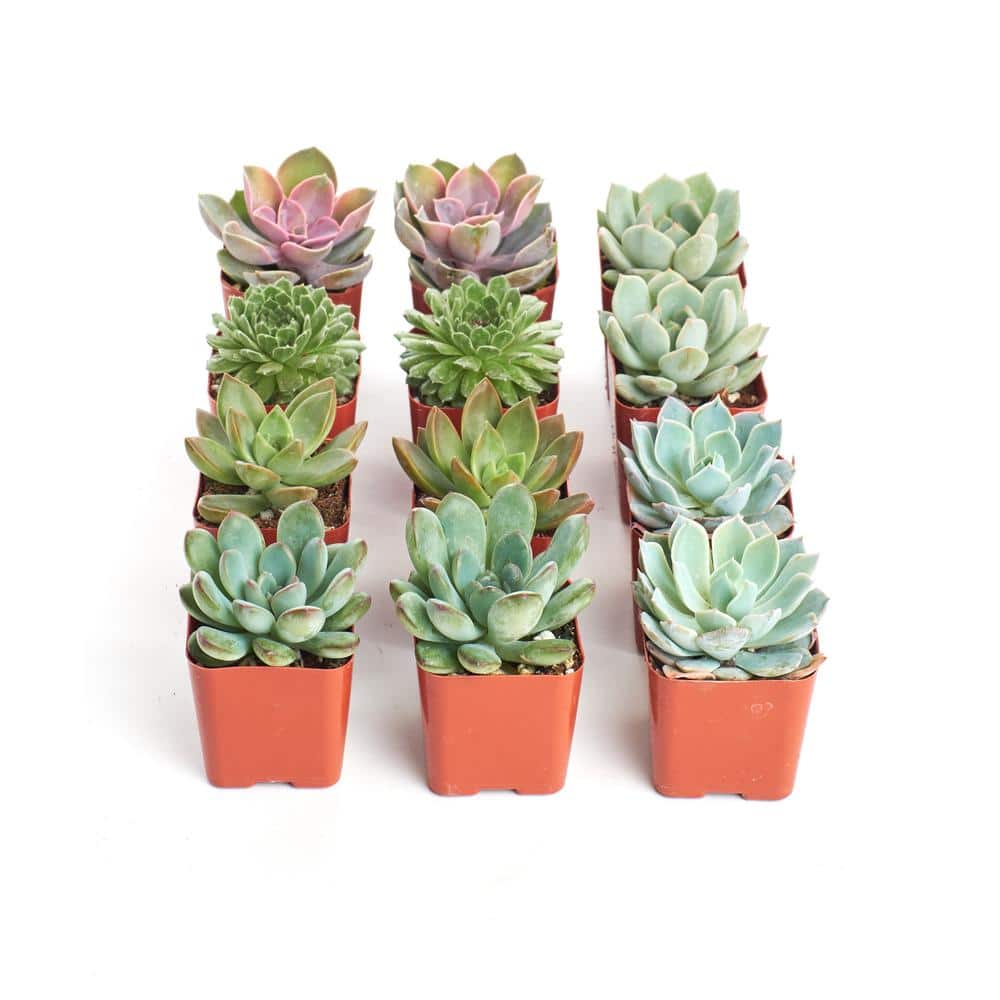 2 in. Rosette Succulent (Collection of 12) - Hercitys